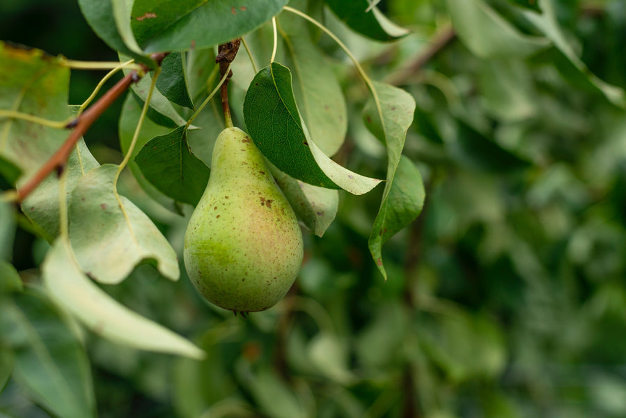 Different Pear Varieties and What Makes Them Each So Sweet