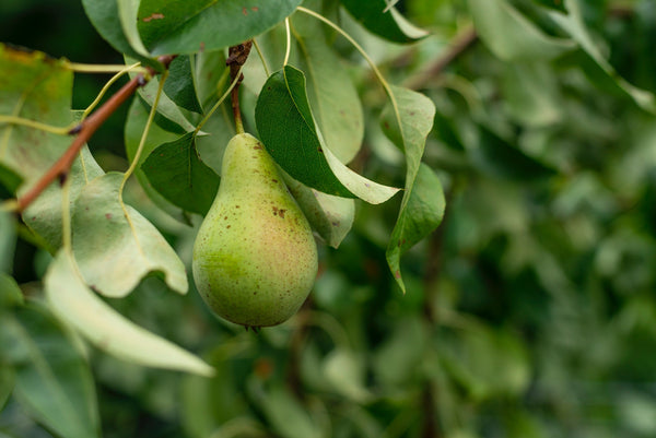 Different Pear Varieties and What Makes Them Each So Sweet