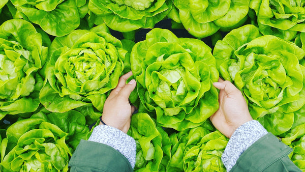 6 Different Types of Lettuce Greens To Use In Your Salad